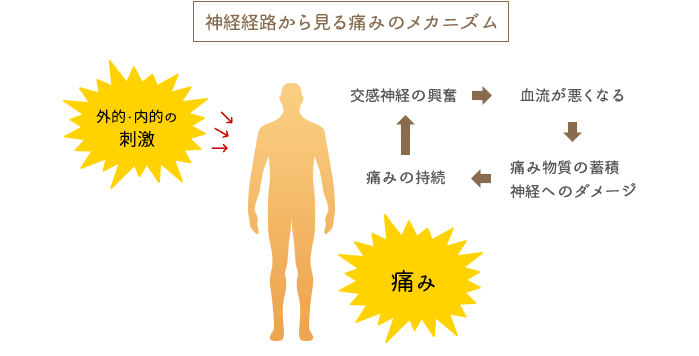 神経経路から見る痛みのメカニズム